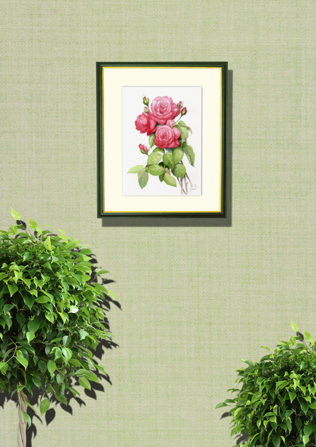 志村好子「薔薇(赤）」水彩画（絵寸250×330・額寸347×423mm）