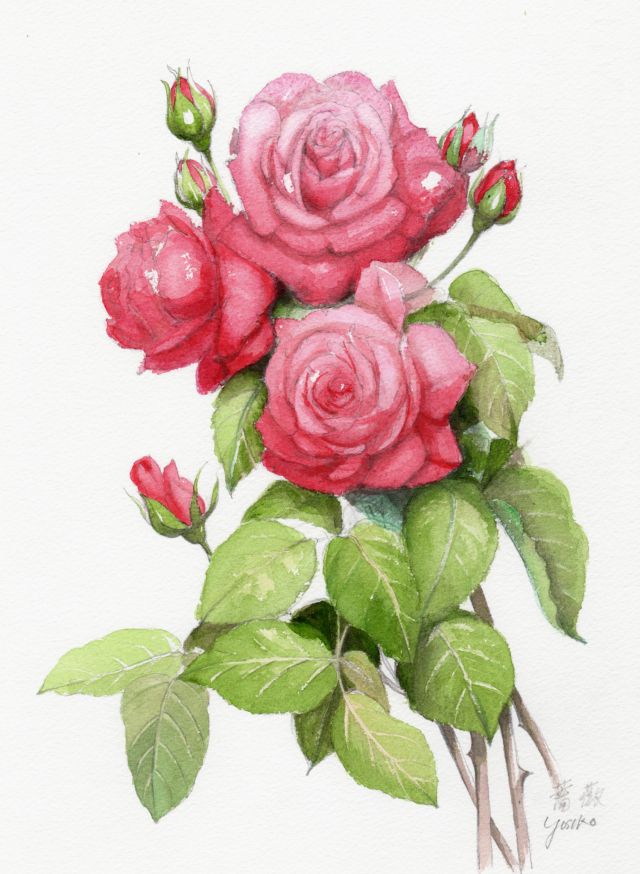 志村好子「薔薇」水彩（画寸250×330mm）