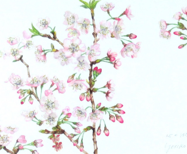 花の絵・　志村好子　「心の花（桜）」　水彩４号　外寸411×500mm