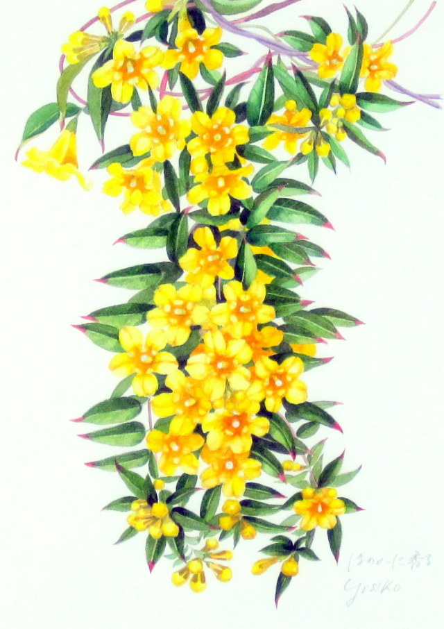 花の絵・　志村好子　「ほのかに香る」黄色ジャスミン　水彩　４号　外寸500×411mm